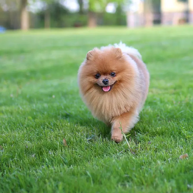Dog in profile against soft background, showing coat health with best supplement for dog nails.