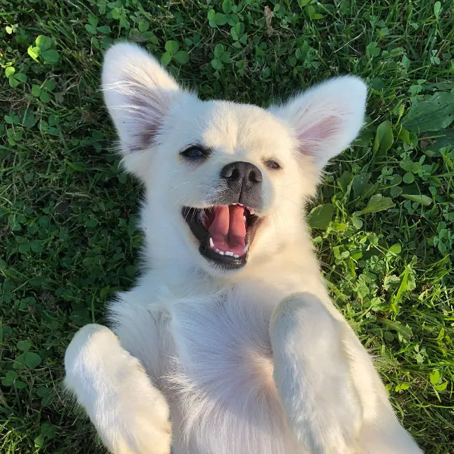 Inside-the-box graphic showing beauty blend design supporting best best supplement for dog nails supplement for null.