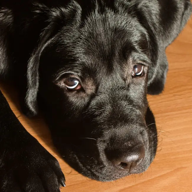 Branded lab coat reflecting precision and trust supporting best supplement for dog nails.
