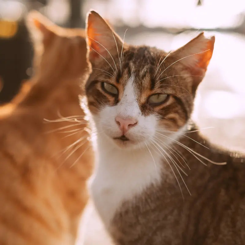 Pet Gala surrounded by ingredients, showing beauty diversity in maine coon shedding remedies.