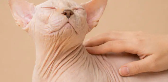 Owner showcasing product beside her pet, reflecting beauty care through cat dull coat.