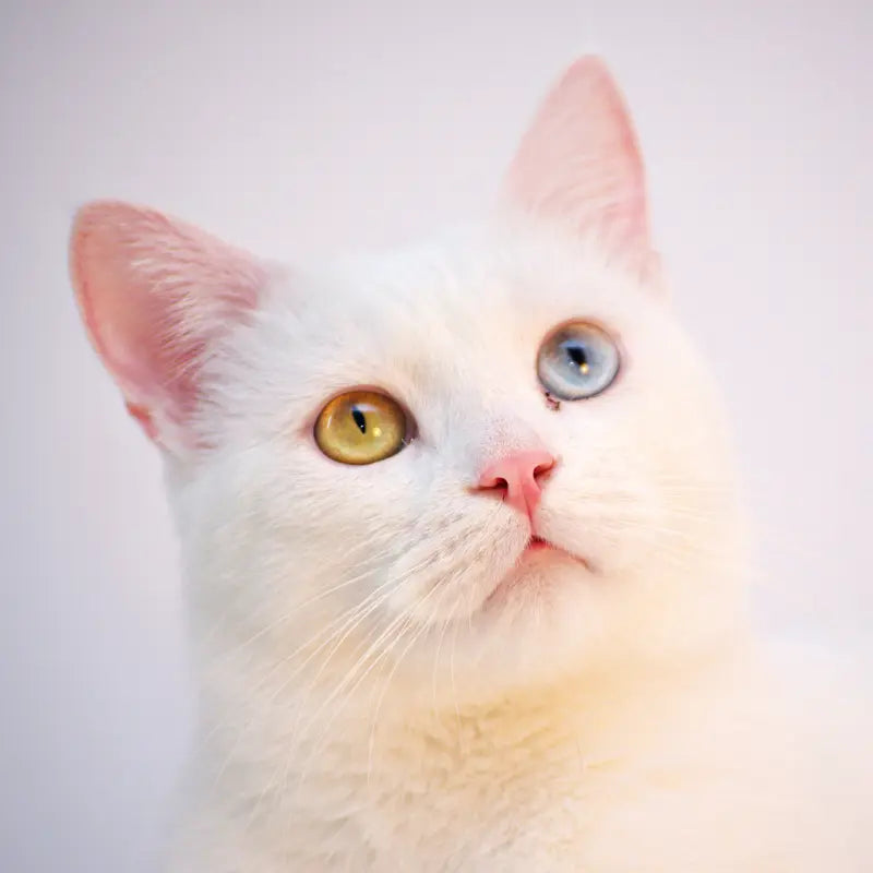 Visualization of beauty nutrition illustrating support pathways for best products for maine coon shedding.