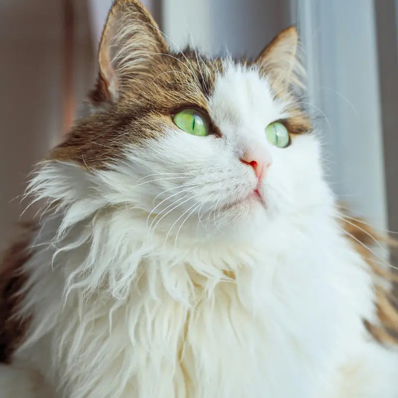 Beauty formulation visualization tied to support mechanisms in maine coon shedding tips.