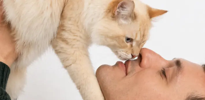 L-Carnitine for Cats: Why Energy Drops, How Fat Metabolism Stalls, and How to Protect Heart Function La Petite Labs L-Carnitine for Cats: Why Energy Drops, How Fat Metabolism Stalls, and How to Protect Heart Function La Petite Labs
