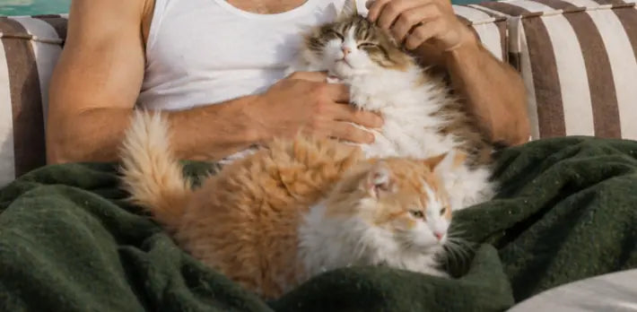 Supplement with whole-food visuals emphasizing quality sourcing for cat coat dull.