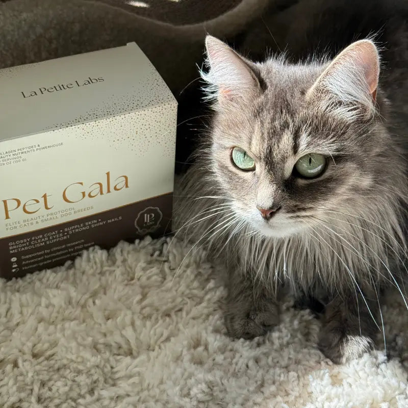 Dog portrait from the side highlighting beauty supported by how to reduce shedding in maine coons.