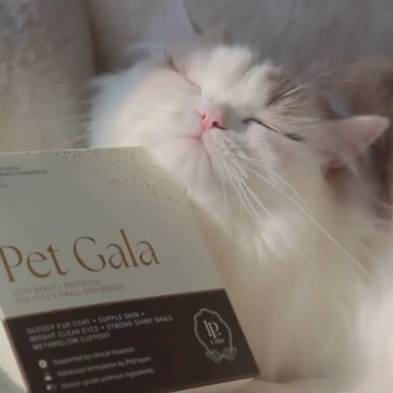 Owner showcasing product beside her pet, reflecting beauty care through best solution for maine coon shedding.