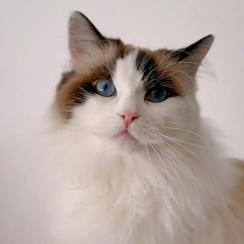 Molecular beauty graphic tied to skin and coat support from best products for maine coon shedding.