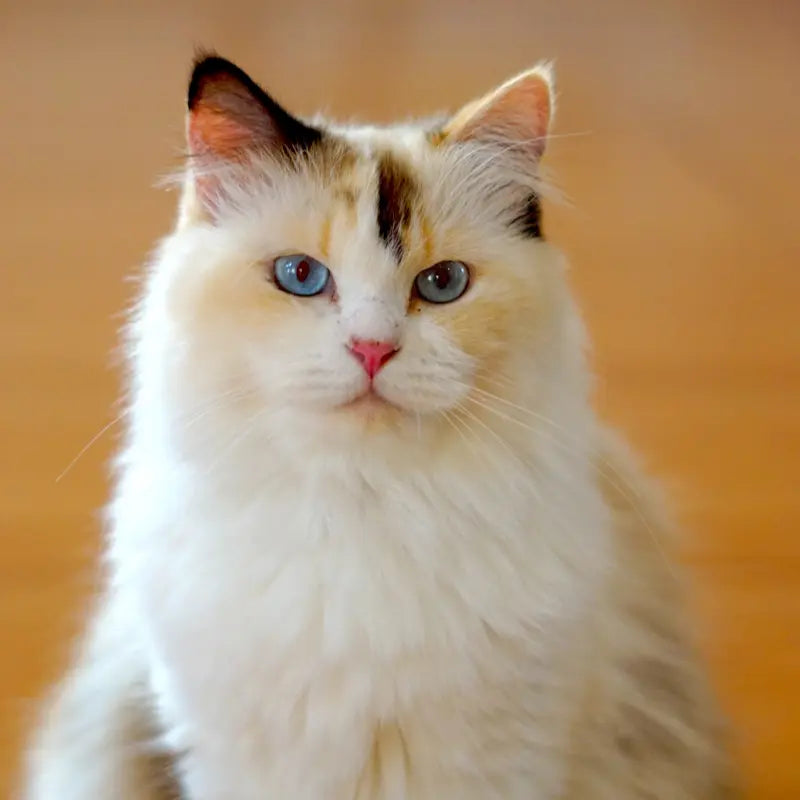Close-up clinical uniform showing research-driven formulation behind how to reduce shedding in maine coons.