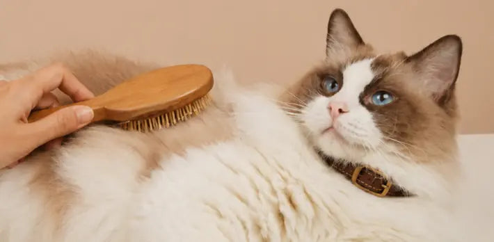 L-Carnitine for Cats: Why Energy Drops, How Fat Metabolism Stalls, and How to Protect Heart Function La Petite Labs L-Carnitine for Cats: Why Energy Drops, How Fat Metabolism Stalls, and How to Protect Heart Function La Petite Labs
