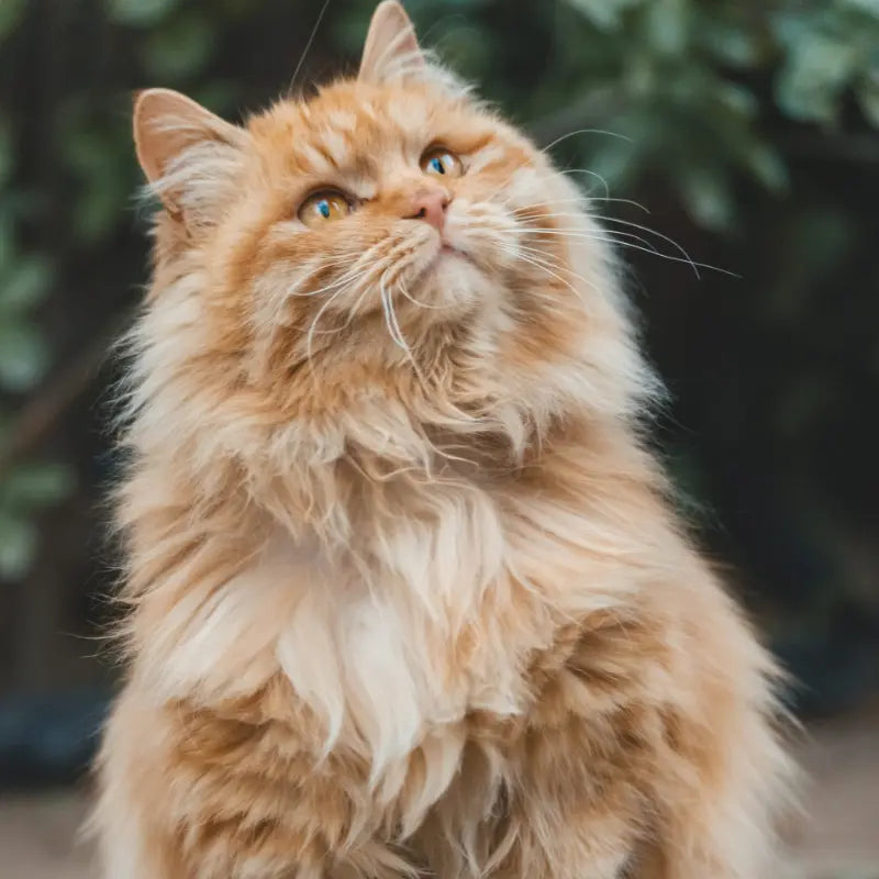 Supplement overview graphic emphasizing beauty ingredients aligned with maine coon shedding remedies.