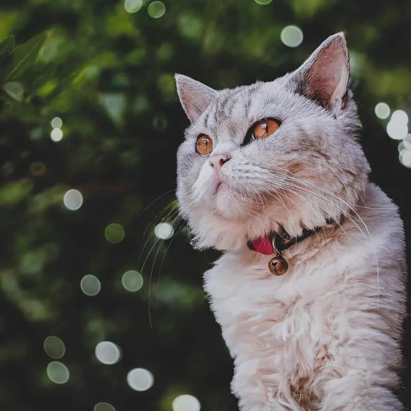 Comparison layout showing ingredient quality differences relevant to maine coon shedding solution.