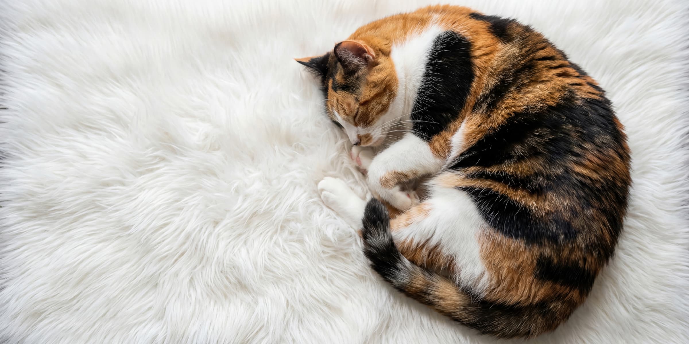 Dogs with vibrant, healthy coats highlighting beauty support from maine coon shedding remedies.
