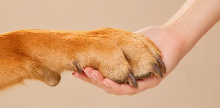 L-Carnitine for Dogs: Why Energy Fades and Fat Accumulatesand How to Restore Metabolic Drive Safely La Petite Labs L-Carnitine for Dogs: Why Energy Fades and Fat Accumulatesand How to Restore Metabolic Drive Safely La Petite Labs