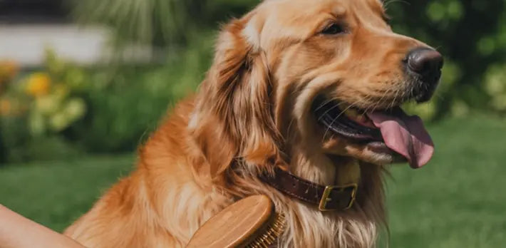 Pet owner presenting supplement, highlighting home beauty support from best supplement for dog nails.