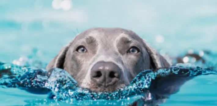 Ingredient spread with supplement box highlighting formulation depth behind best best supplement for dog nails for null.