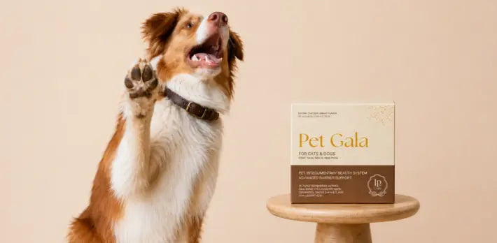 L-Carnitine for Dogs: Energy, Weight, and Heart – La Petite Labs