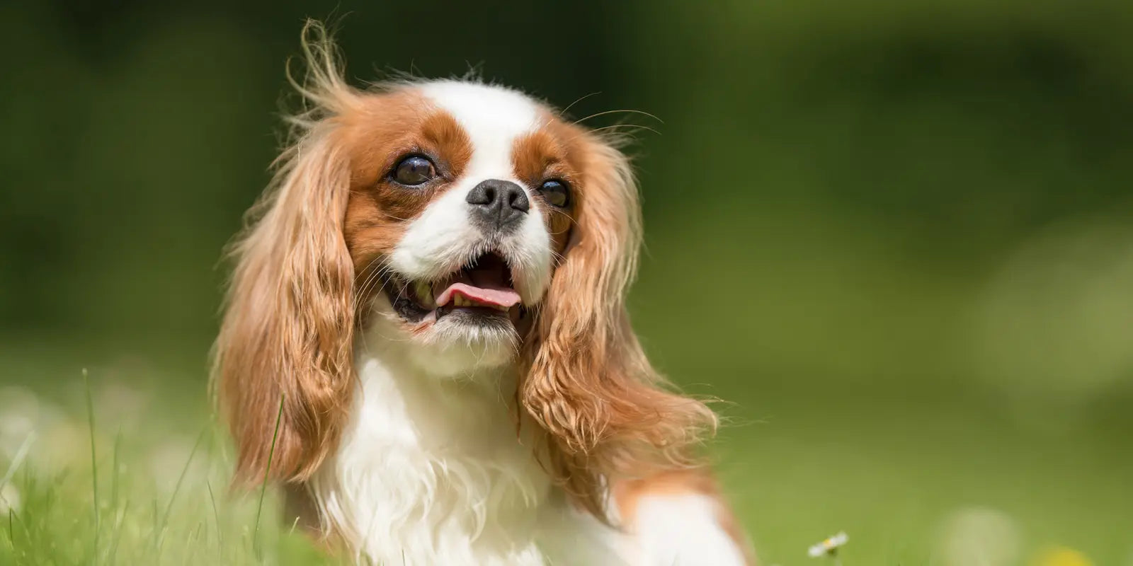Happy dogs with shiny fur, symbolizing coat health supported by best supplement for dog nails.