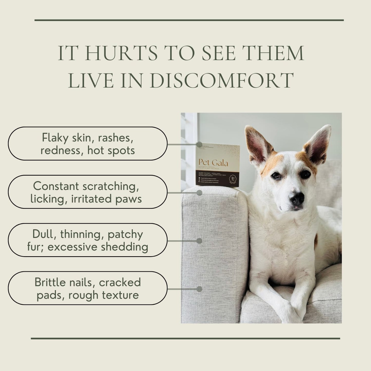 Pet Gala™ — Gorgeous Pets