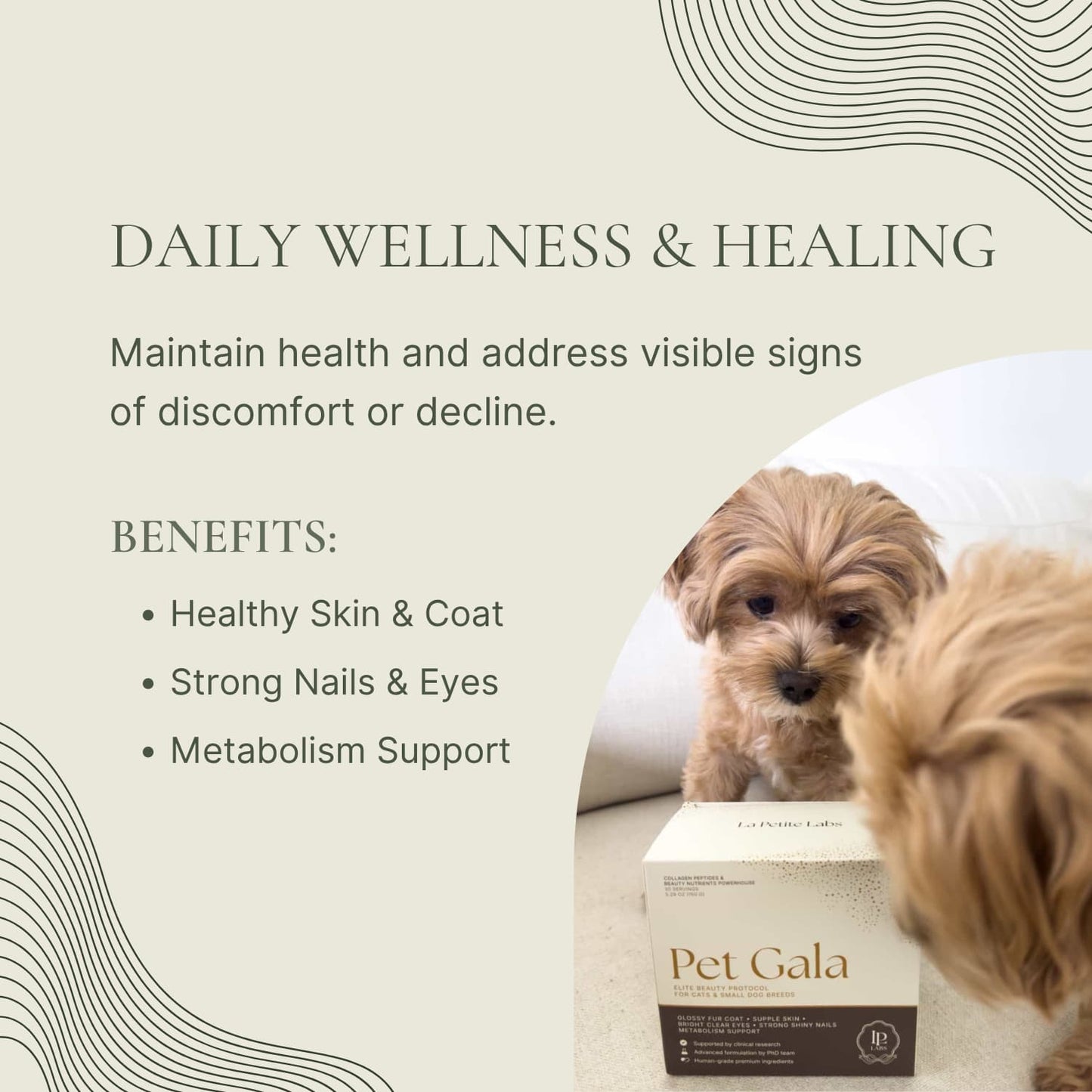 Pet Gala™ — Gorgeous Pets