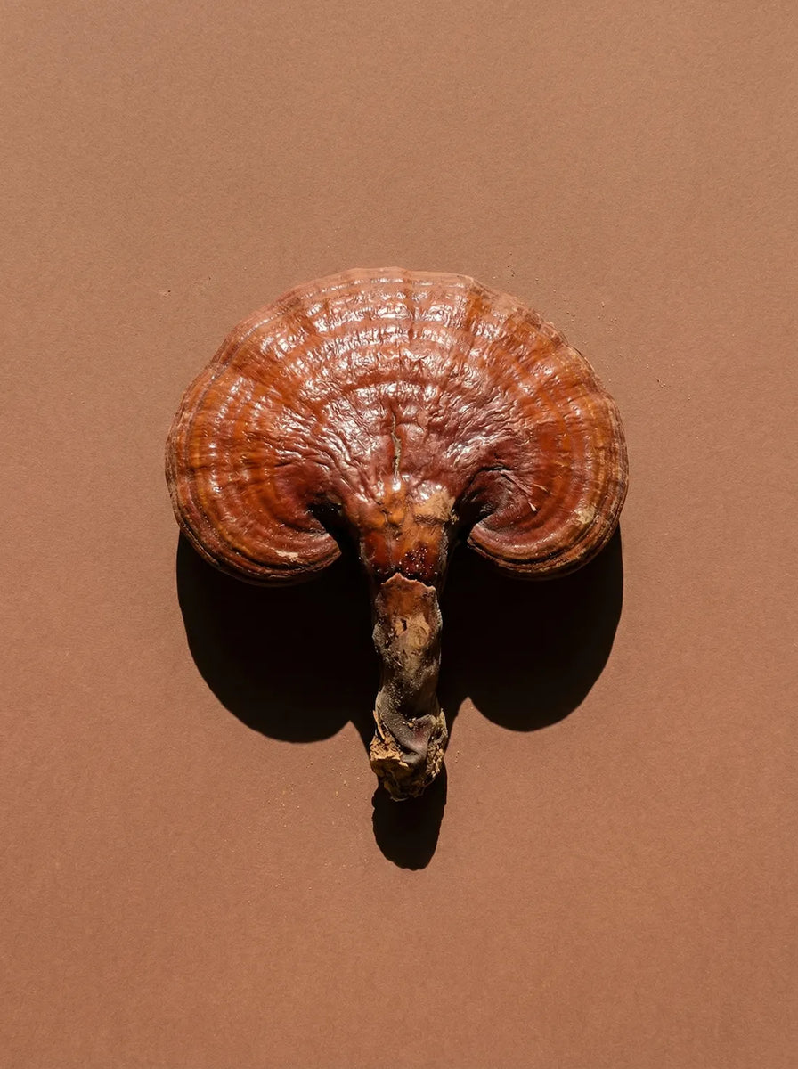 Reishi Mushroom ingredient image