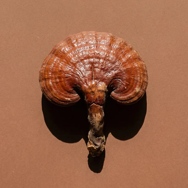 Reishi Mushroom ingredient image