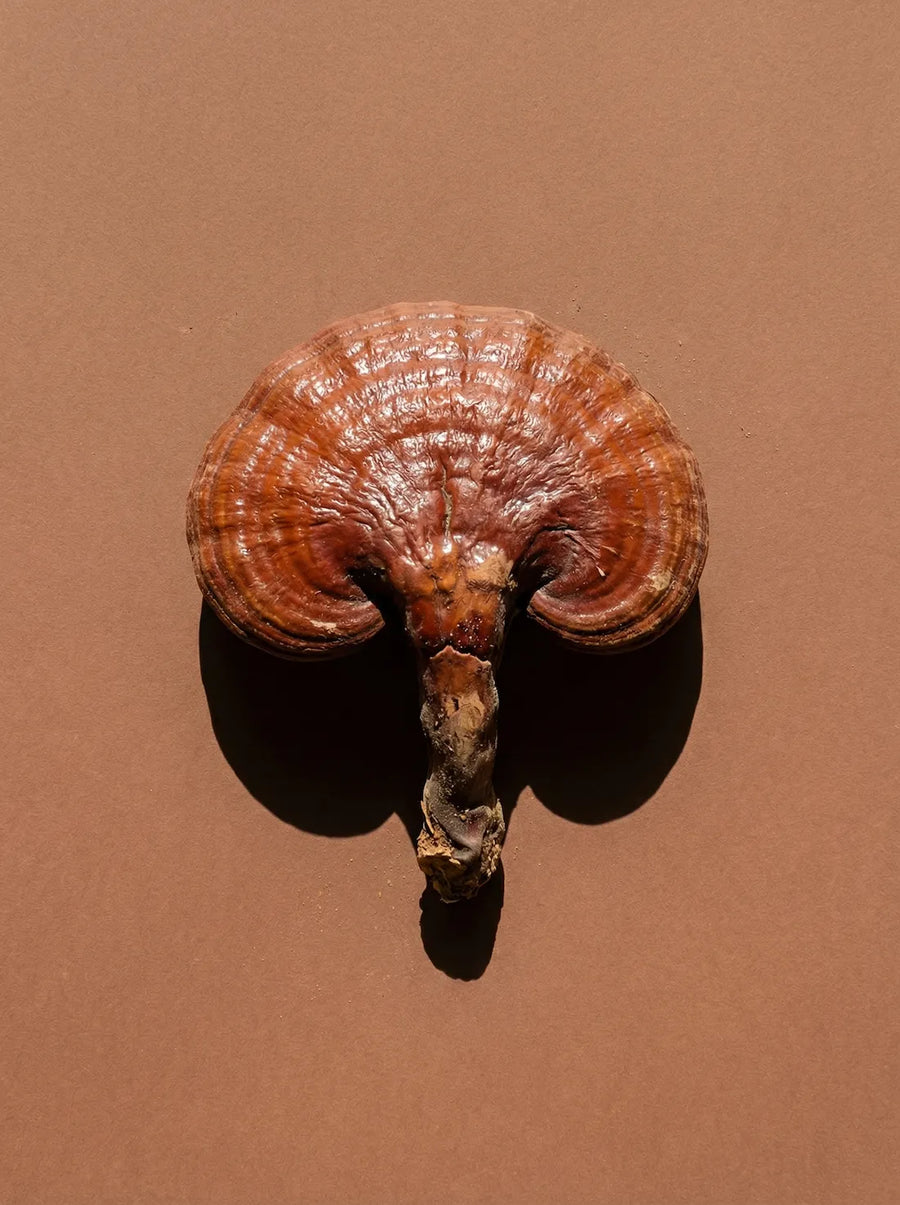 Reishi