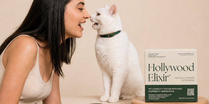 Immune Support for Senior Cats: A Vet-First Guide