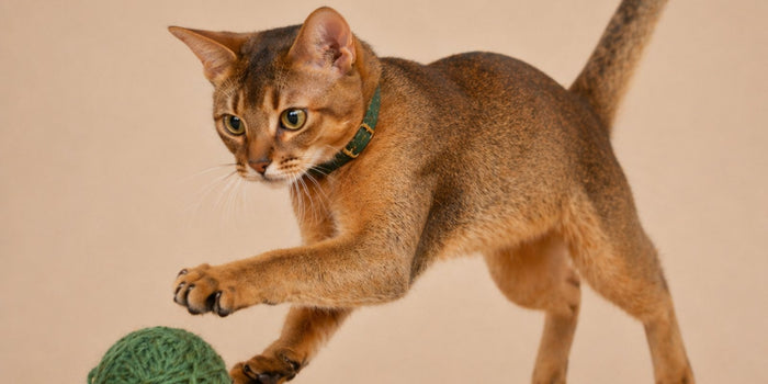 Do Senior Cats Need Supplements or Just Good Food?