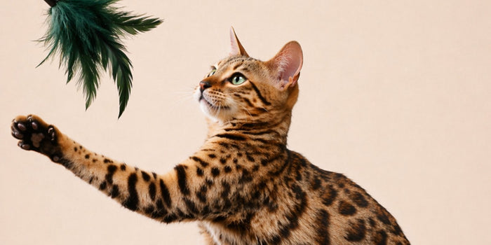 What to Feed a Senior Cat for a Longer, Healthier Life
