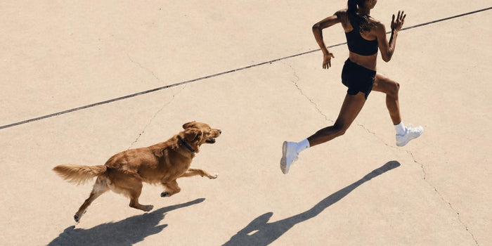 Boosting Energy in Senior Dogs: What Restores Drive