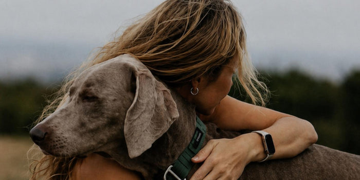 Dog Longevity Drugs: What They Can and Can't Do
