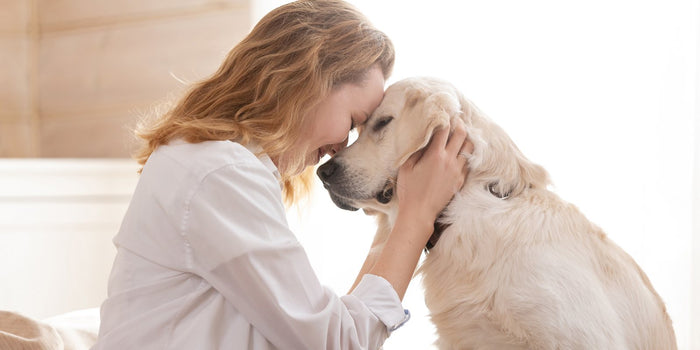 Kidney Health for Dogs: Diet & Support That Helps