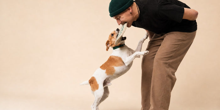 Detoxing a Dog from Household Toxins: What Works