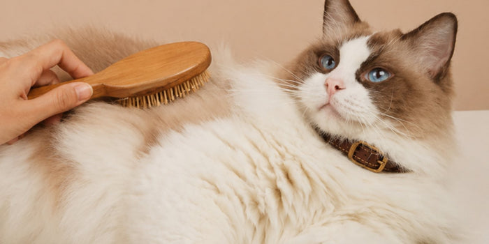 Allergy Chews for Cats: Do They Help Itchy Skin?
