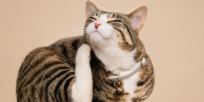 Omega 3-6-9 for Cats: Skin, Coat & Joint Benefits