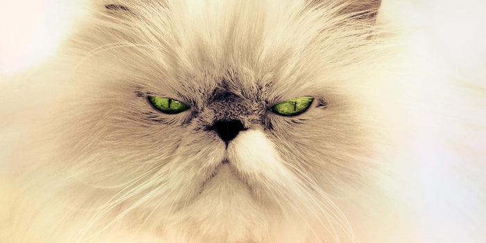 Omega-7 for Cats: Skin, Coat, and Metabolic Benefits