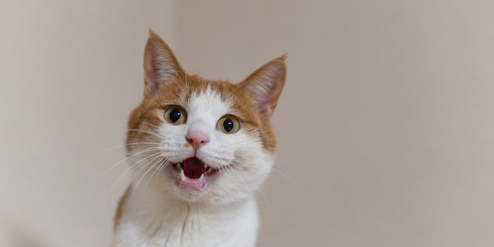 Cat Weight Management: Trim Fat the Safe Way