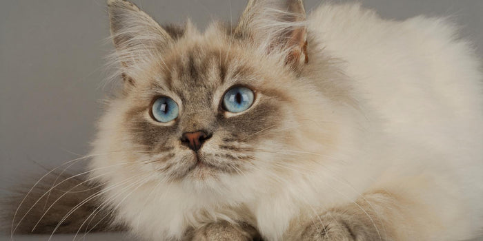 Cat Hair Growth: What Helps Fur Grow Back Faster