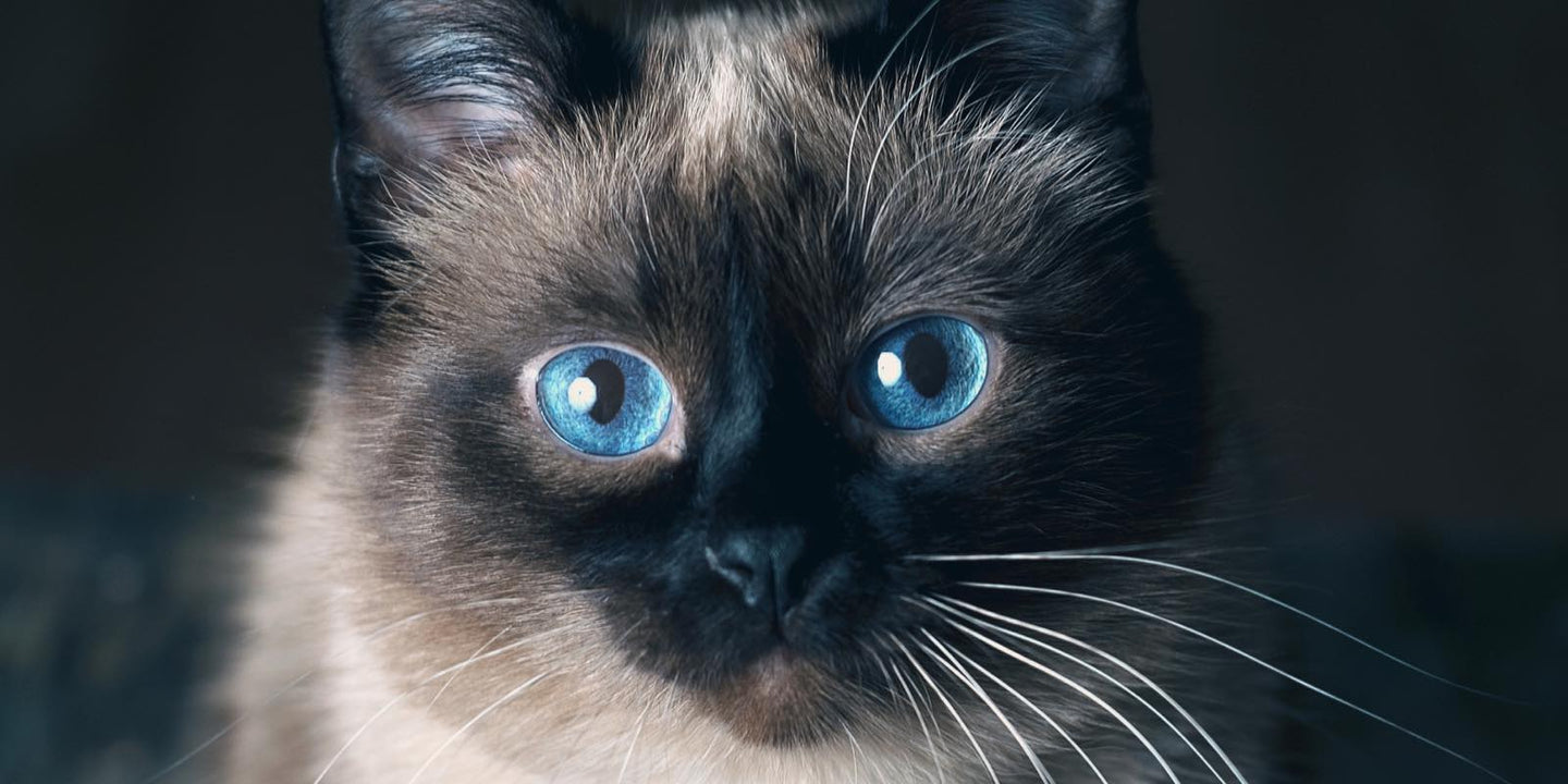 L-Carnitine for Cats: Why Energy Drops, How Fat Metabolism Stalls, and How to Protect Heart Function La Petite Labs L-Carnitine for Cats: Why Energy Drops, How Fat Metabolism Stalls, and How to Protect Heart Function La Petite Labs