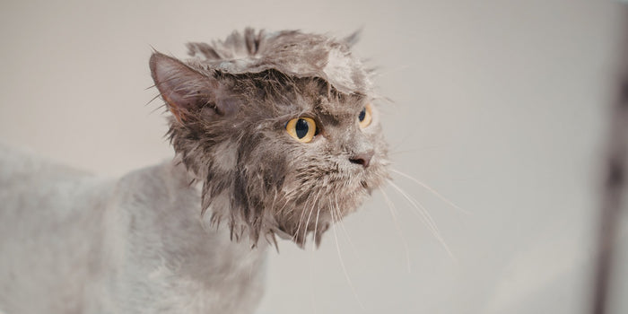 Cat Grooming Tips for a Healthier, Shinier Coat