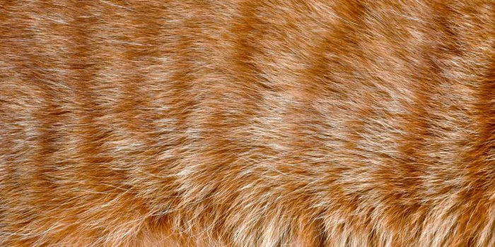 Cat Hair Loss: What Causes Thinning Fur & Regrowth