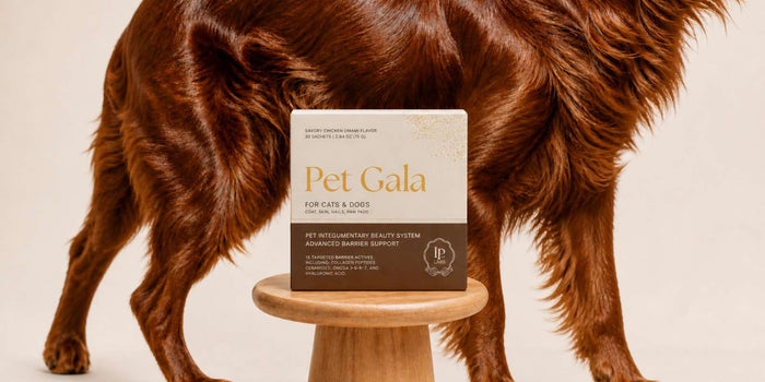 Dog Skin and Coat Supplements: What Restores Shine