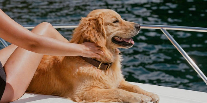 Labrador Dry Skin: Why It Flakes and How to Fix It