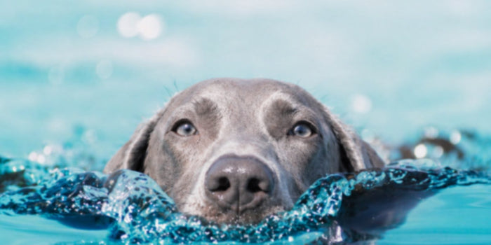 Labrador Shedding: Why So Heavy & How to Reduce It