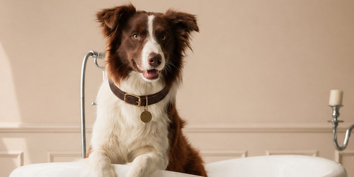 Dog Grooming Tips: Restore a Dull, Shedding Coat