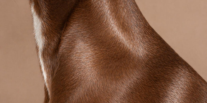 Dog Skin Care and Hydration: A Practical Routine