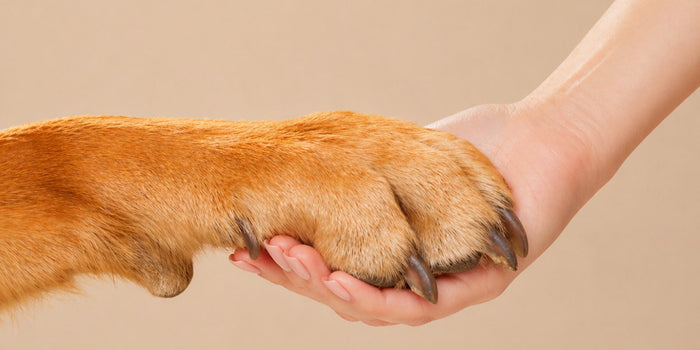 Dog Paw Supplements: What Helps Licking and Cracks