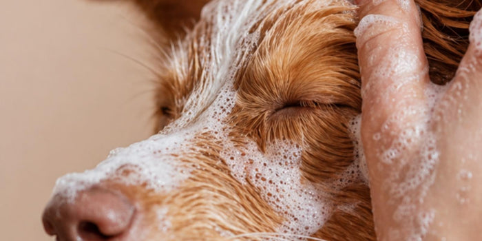 Do Golden Retrievers Shed? Coat Cycle & How to Cut It