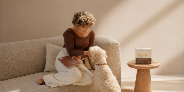 Golden Retriever Hot Spots: Causes & How to Stop Them
